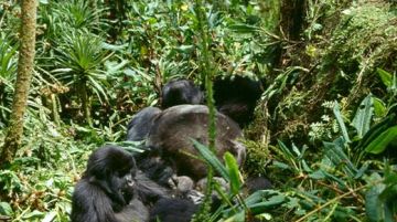 viaggio-in-uganda-e-rwanda-gorilla-e-non-solo-10264