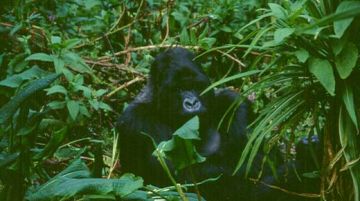 viaggio-in-uganda-e-rwanda-gorilla-e-non-solo-10265