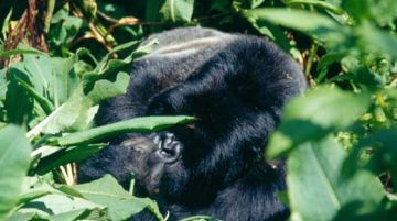viaggio-in-uganda-e-rwanda-gorilla-e-non-solo-10305