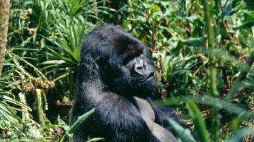 viaggio-in-uganda-e-rwanda-gorilla-e-non-solo-10306