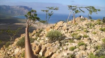 yemen-e-socotra-un-viaggio-tra-magia-e-natura-24043