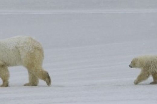 Canada: ritorno tra gli orsi polari