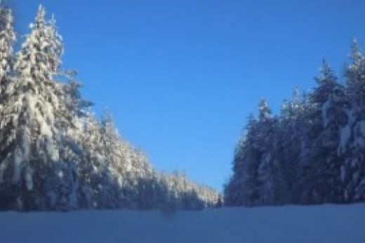 L’inverno nella Lapponia Svedese: una giornata tra le renne!