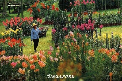 Singapore e Indonesia: splendori d’Oriente