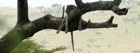 Amazing Tanzania: Ngorongoro Conservation Area
