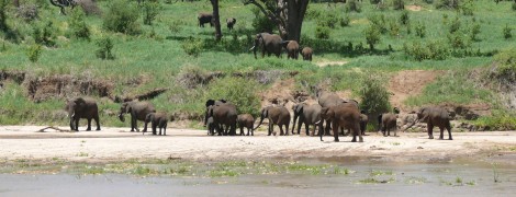 Amazing Tanzania: Tarangire National Park
