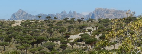 Socotra, il sogno arabico: il Diksam Plateau e la foresta di Firmihin