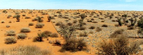 I San del Kalahari: l'incontro con un popolo affascinante e misterioso